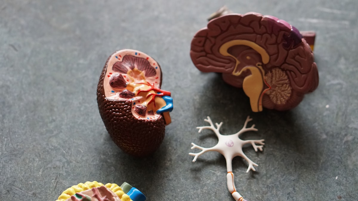 Nutrition for urinary health